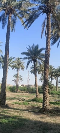 طابو زراعي • ٢٥ دونم • طريق السنية جهة زوار