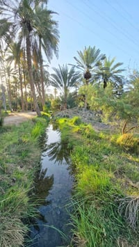 النجف الاشرف • ١٩٠٠م • طابو زراعي