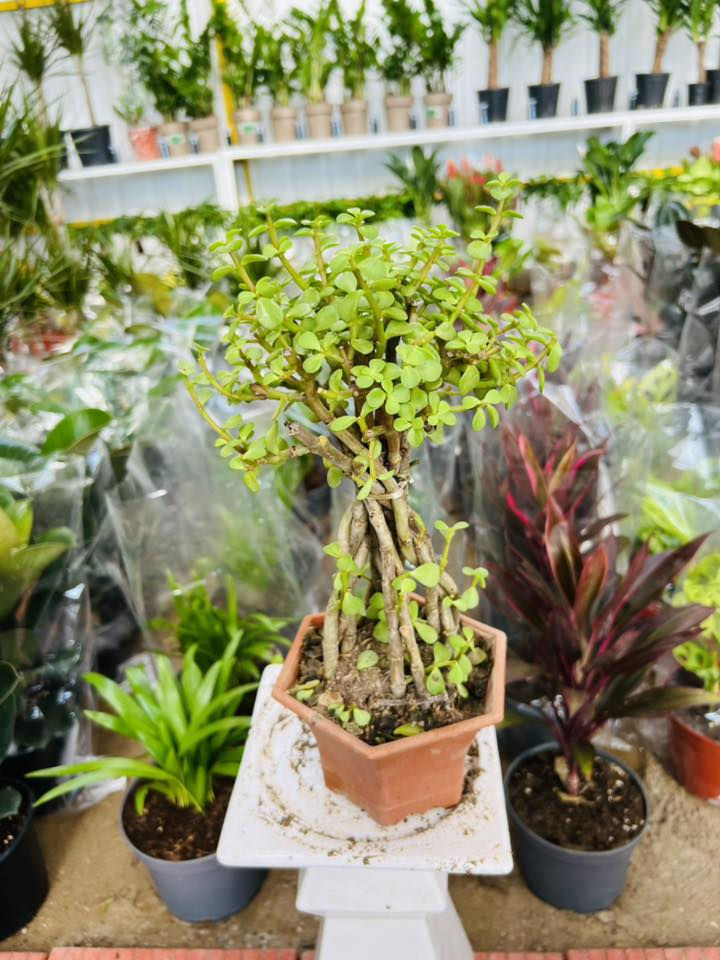 نباتات طبيعيه داخليه تغير شكل بيتك ومودك 🙏🌹

الاسعار مذكوره تحت الصور 🌹

ملاحظه : توصيل كافه محافظات موجود 🌹

#اكسبلور_ديالى_خانقين_بغداد_حمرين_جلولاء_سعديه_كلار_كركوك_سليمانيه_اربيل_عراق_نباتات_طبيعيه_حله_موصل

🏢 الـعـنـوان: { ديالى - خانقين  - شارع جودليه - خلف مدينه العاب الجديده من جهة ملعب الشهيد حسين منصور }
يوجد لدينا خدمة توصيل 
***********🚛
