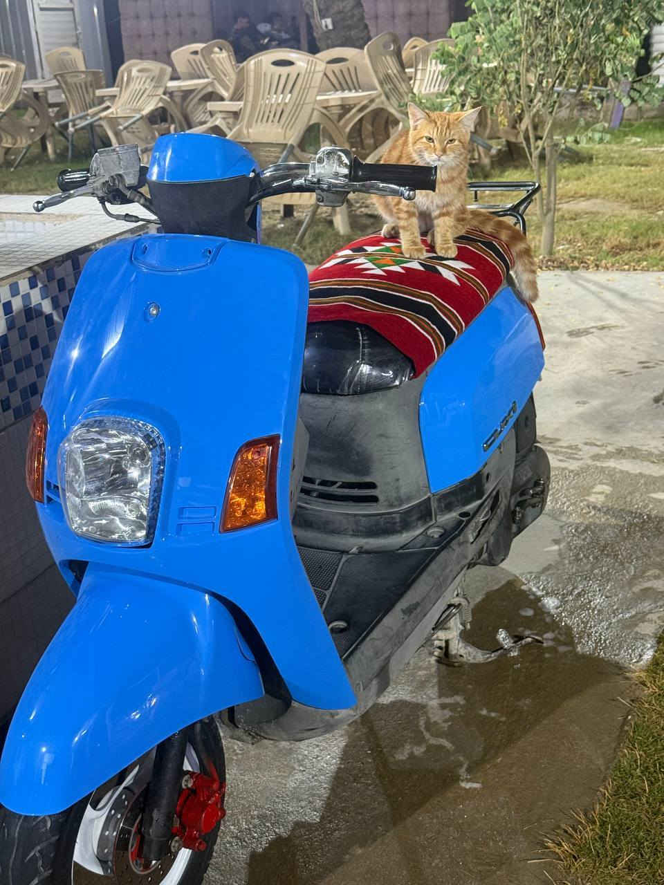 السلام عليكم بوليس للبيع ماكينه بلاديه 49 مكان كربلاء اتواجد على الرقم السعر 850اوبيها مجال مستعجل عليها.  ***********
