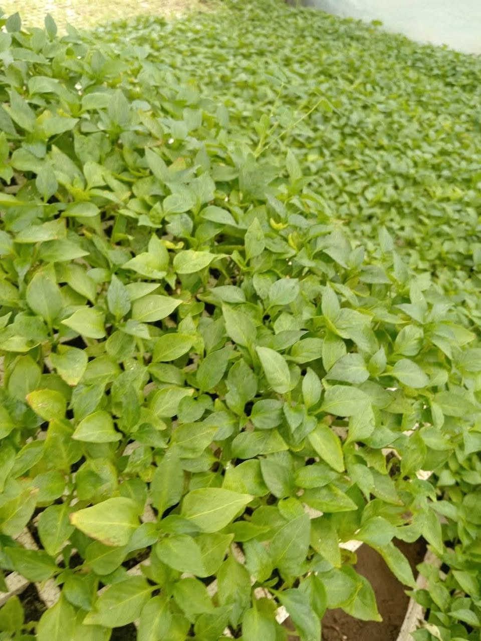 السلام عليكم
يوجد دايات صيفية للبيع
طماطة سوبر كوين اطباق 
بيتنجان راس الثور اطباق
فلفل حار الديرة اطباف
فلفل بارد أمريكي اطباق
لوبيا امريكي اطباق
خيار درجة أولى مستورد اطباق
عطروزي الديرة حزام الفلاح اطباق
 
اسكلة اطباق
ويوجد دايات ببتنجان البعكاش وطماطة دايات ارضية يعني شلاع
ويوجد بذور عطروزي حزام الفلاح من بذوري متعهد بية
يوجد بذور بانية بترا متعهد
العنوان
جزيرة الخالدية الملاحمة قرب جامع الإمام البخاري *********** مشتل ابو ياسر الملحمي الرمادي, الأنبار
