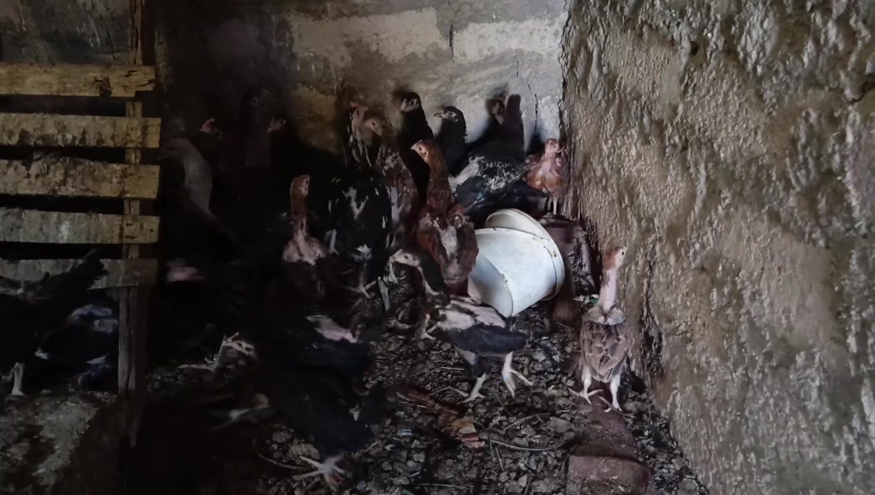 بسم الله ما شاء الله 
٥٢ زوج فراخ دجاج عرب خبط هندي
العمر ثلاثة أشهر تقريبا
ملحقات كامل
الزوج على ١٥ الف 
اكو توصيل موصل ودهوك 
🌹🌹🌹🌹🌹


**إذا كنت صاحب هذا الإعلان وتريد حذفه لأي سبب، رجاءا أرسل رسالة إلى الدعم الفني**