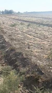 طريق سيد • قريه حميد • ٣دونم