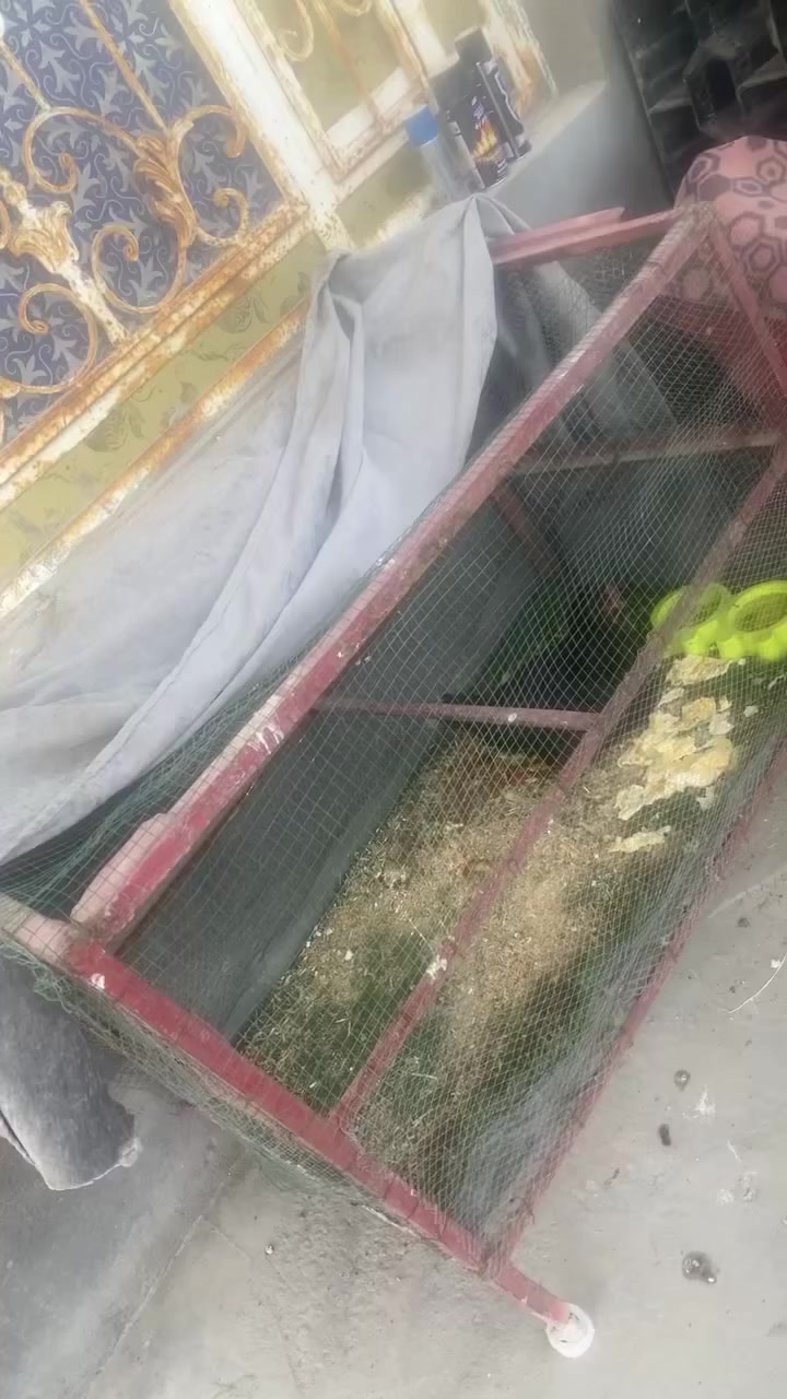 قفص حديد س٢٠ مكان النشوه


**إذا كنت صاحب هذا الإعلان وتريد حذفه لأي سبب، رجاءا أرسل رسالة إلى الدعم الفني**