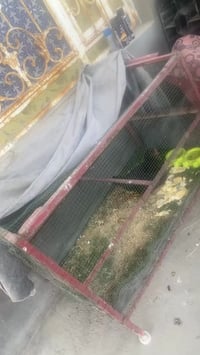 قفص حديد • س٢٠ • النشوه