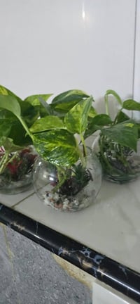 دورق زجاج • نبات لبلاب • توصيل