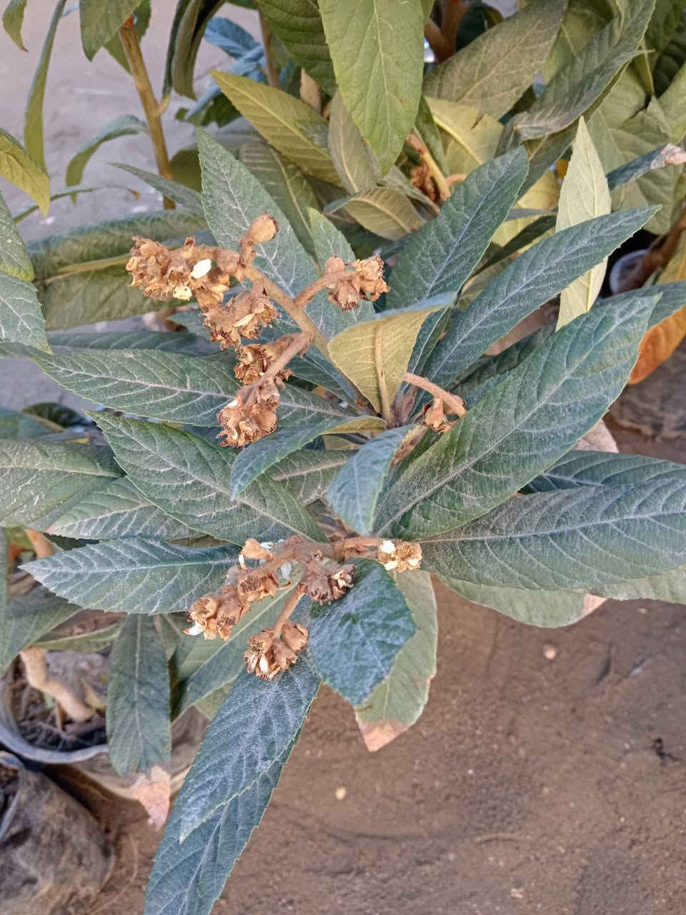 متوفر اشجار عنكدنية احجام كبيرة وكلها مطعم وبيها شايل حمل هسه 

السعر 15 الف فقط 

عنوان الفرع الاول القائم حصيبة شارع الحشاشات 

عنوان الفرع الثاني شارع البالات قرب مجمع روز الطبي شارع ابو رندة القديم

الاتصال على الرقم ***********
