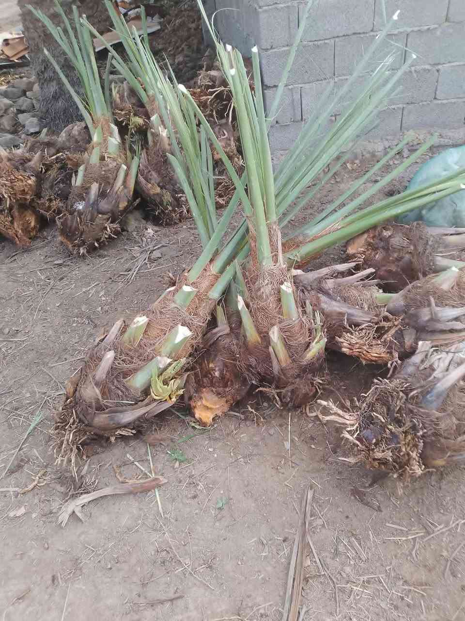 السلام عليكم ورحمه الله
يوجد لدينا فسائل نخيل شويثي اصفر و خضراوي وديري واستعمران وزهدي فقط 
لا توجد خدمة توصيل 
العنوان... واسط قضاء الموفقيه 
الاسعار علا 10الكل...ماعدى الاستعمران على 25الف للاستفسار الاتصال على الرقم ***********او مراسلت الصفحه
