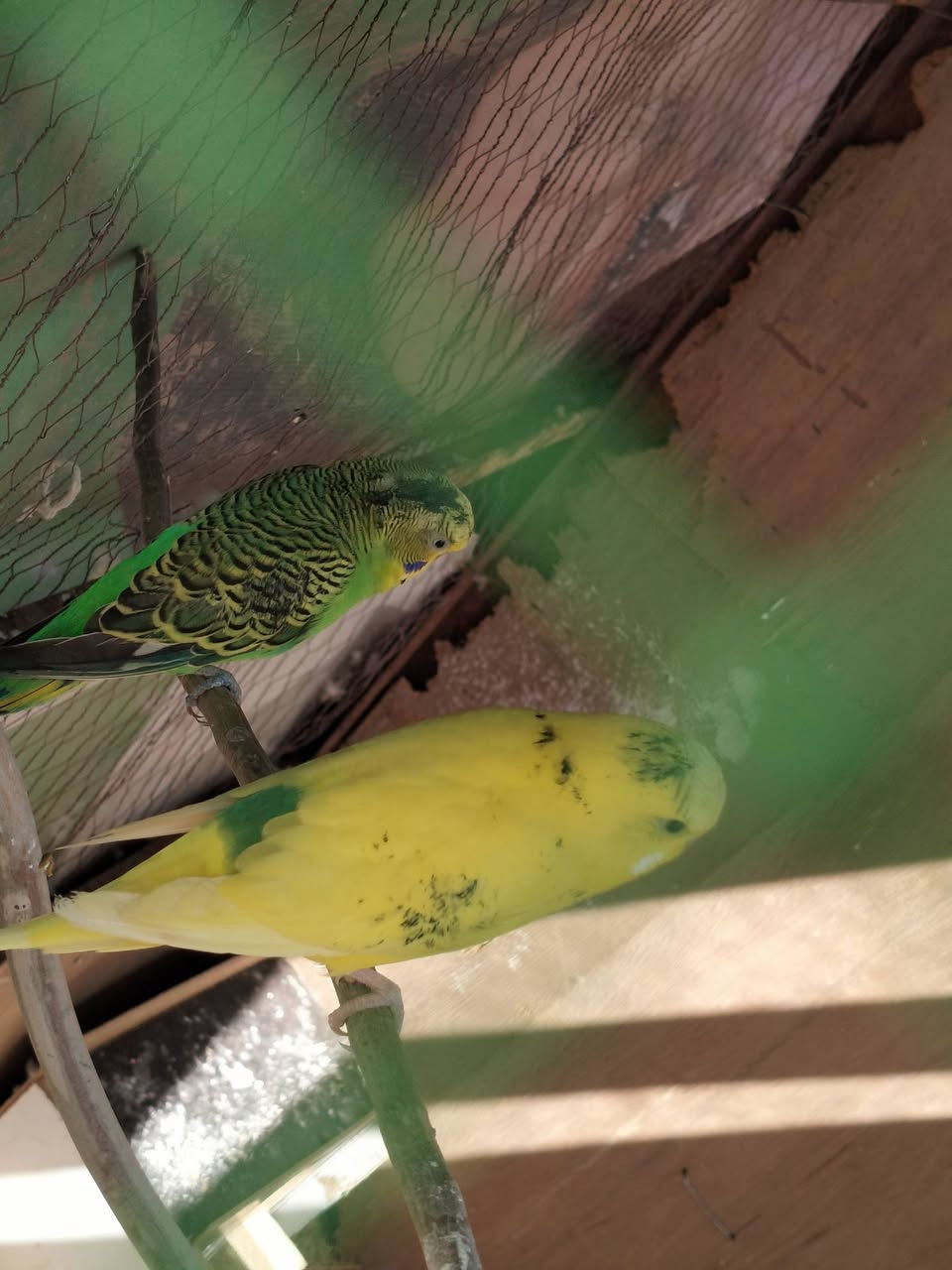 سلام عليكم  يوجد  بلابل جوز نشطات مابهين اي مرض جوز 10 وبي مجال على  رقم ***********
