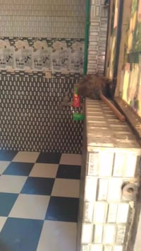 شقه للايجار في الدورة الميكانيك قرب لحوم اسيا درج مستقل كتكوته من غرفه...