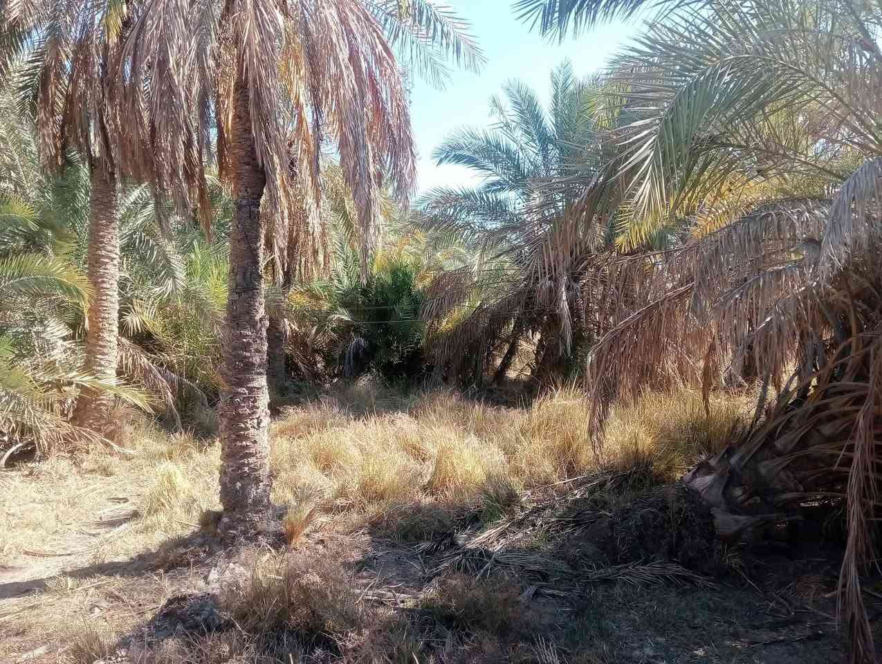 مكلف بالنشر 
طريق الشيباني خلف المعهد شارع بغداد ارض زراعي موقع حلو كافت  الخدمات دونم مسيج او كامل او بيه نخل اتريد كامل اتريد قطع خابر التفاصيل كامله 
***********
