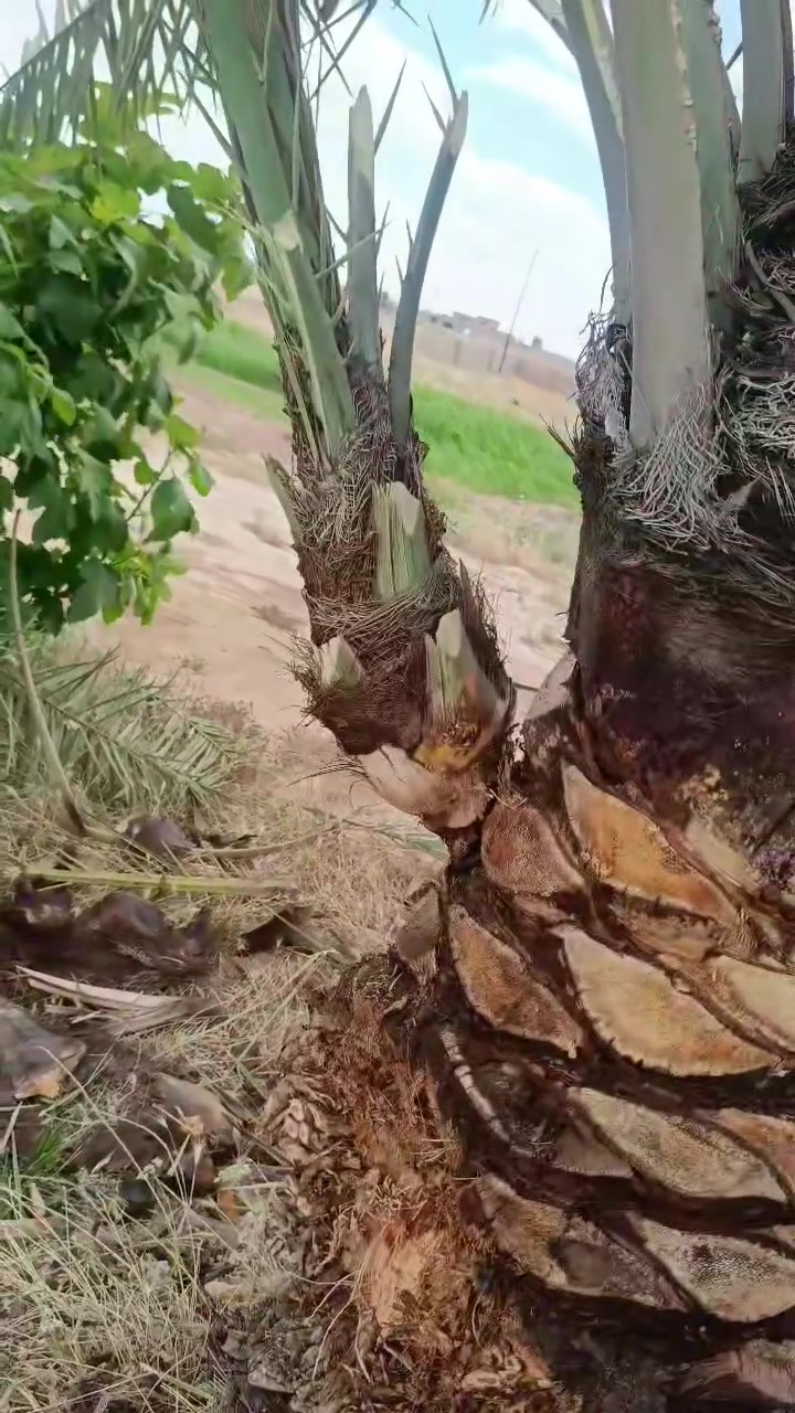 السلام عليكم ورحمة الله وبركاته....
جزء من أعمالنا لهذا اليوم 2026/5/21 الخميس في قرية شميط جاهزين لتكريب النخيل إلى اي مكان نروح تكريب وتنظيف النخيل + عملية تجذير النخيل + حفر وتسميد النخيل + اي شقلة تخص النخيل أو  أي استفسار حول النخيل ما عليك سوى الاتصال..نواف ***********
