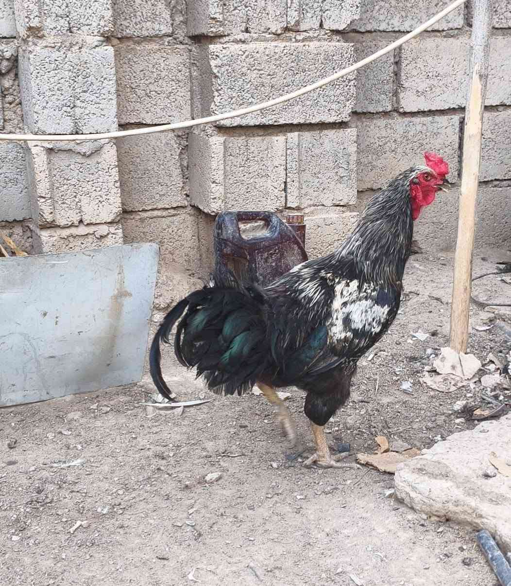 ديوك للبيع السعر مكتوب اسف الصوره مكان صاحبها الحي العسكري للاستفسار الاتصال بالرقم ‪***********
 ‏‪
