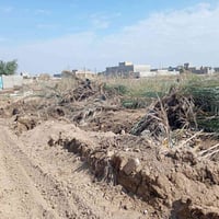 عندي هذا النخل شالعه الي يحتاجه يراسلني 07855947785