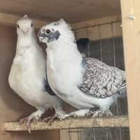 حمام زينة • ٩ أزواج • حي النصر