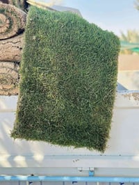 ثيل هندي • درجة أولى • مشتل شهيد العتبي