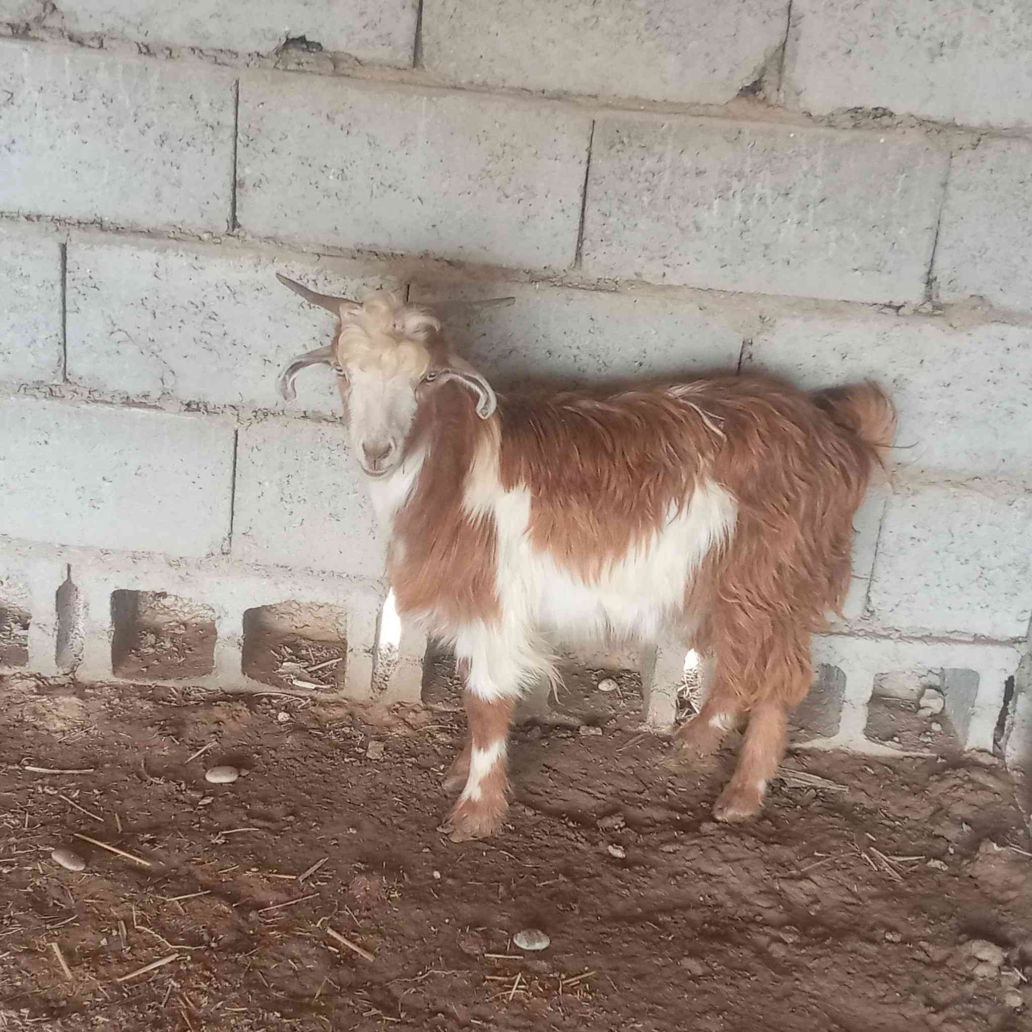 جدايه لبيع العدد ٤ مع اصخله مرعز سعر الجوزب  ٢٧٠ وبيهن مجال بسيط
***********
بلاش جو السوك
