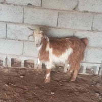 جدايه لبيع العدد ٤ مع اصخله مرعز سعر الجوزب  ٢٧٠ وبيهن مجال بسيط 07714...