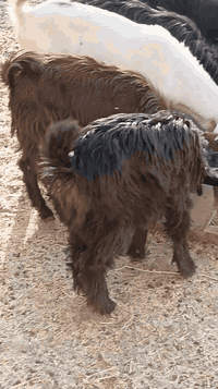 سعر الوحده 150 الف صخلات عدد 35 + فحله عدد 6 العدد الكلي 41 ناصحات شرط نصاحه كلها كصه وحده وكلها محنيه وبيع شلع العنوان بيجي رقم الهاتف ***********...‏‪***********‬‏
