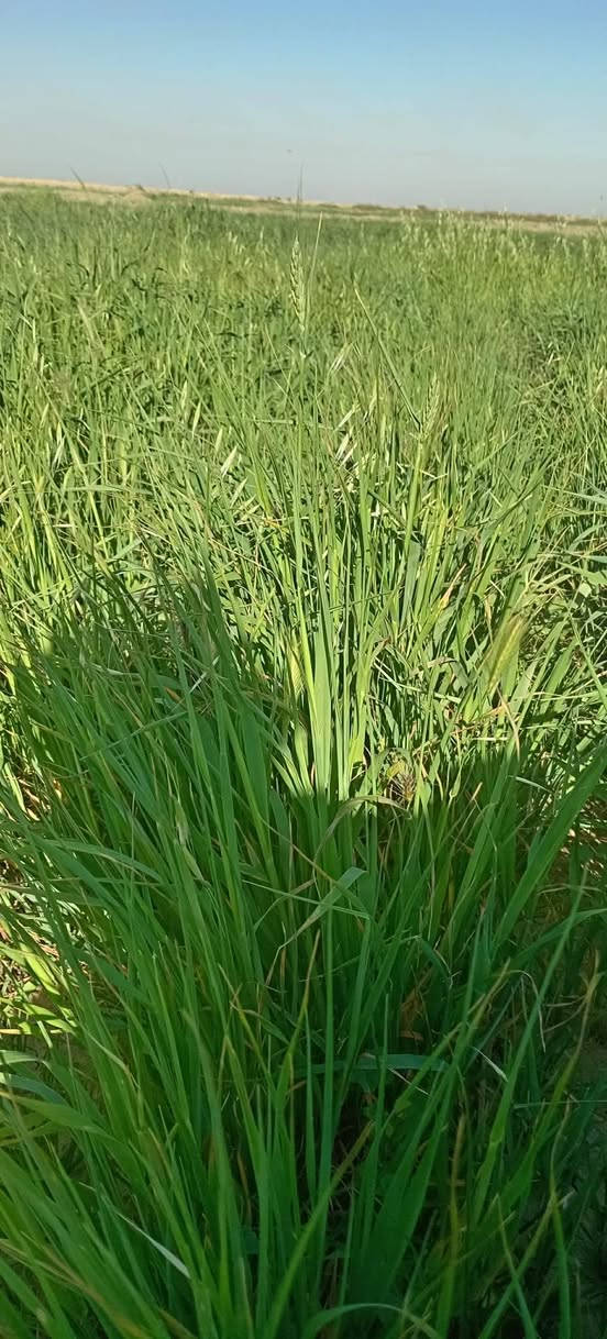 السلام عليكم... جاير للبيع
تتوفر مساحة 30 و25 دونم 
العنوان الديوانية البدير قرية بولان الشرقية 
للاستفسار ***********
