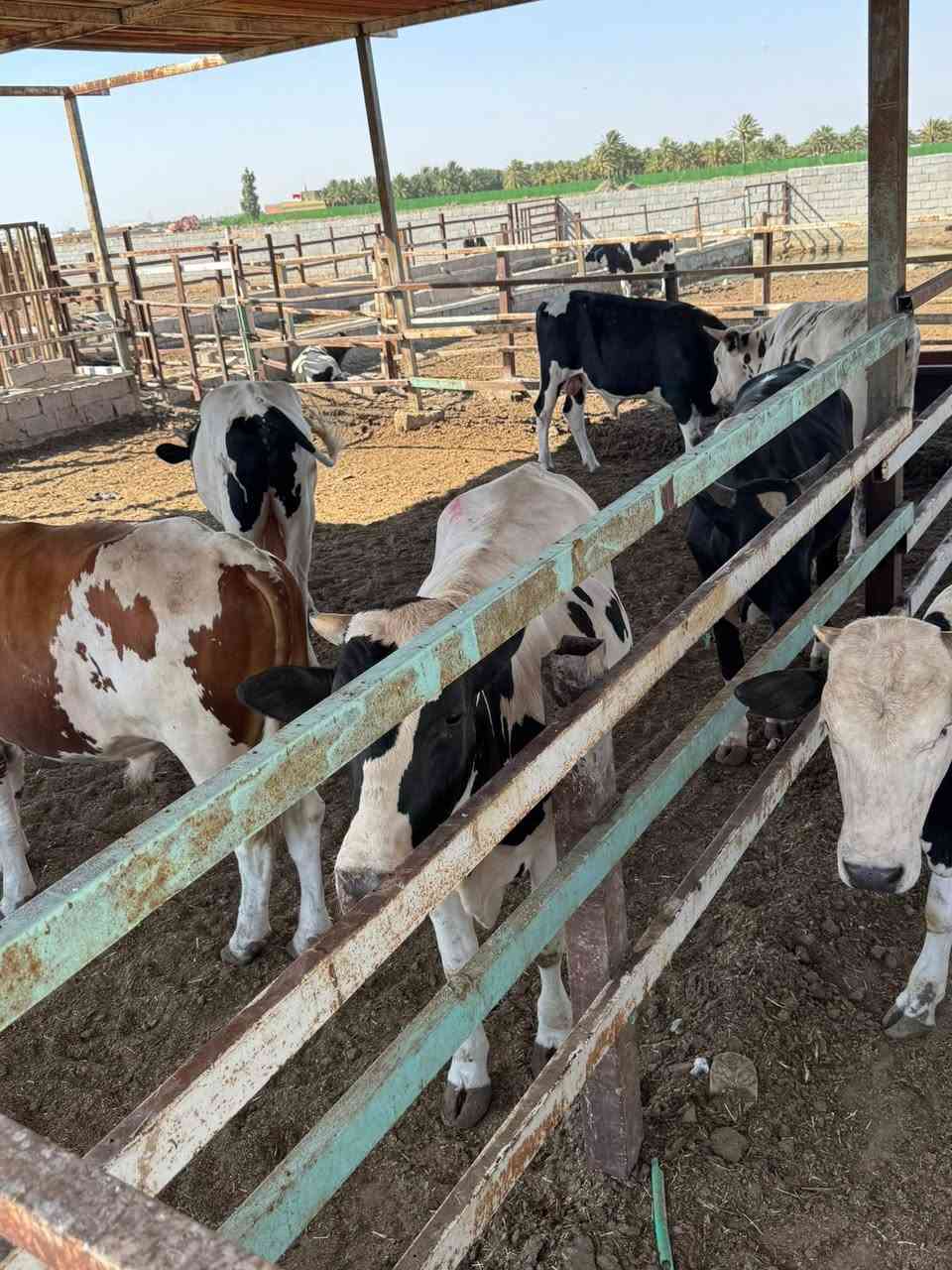 🐂🐂🐂🐂🐂🐂🐂🐃🐃🐃🐃
تم وصول وجبه جديدة من العجول بمناسبت شهر محرم
 (عجول و مباجير )عراقي 
 باوزان مختلفه
🔴علما ان البيع يكون على الوزن🔴
العنوان:
واسط/الكوت /طريق الحي /قرب المعهد الفني  
 للاستفسار:
*********** 📞
