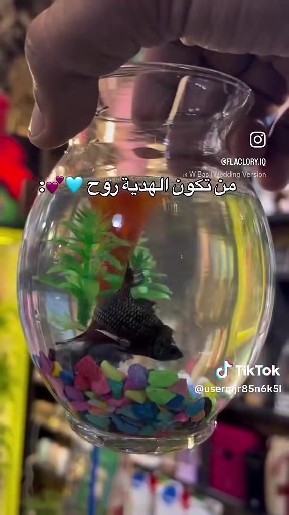 توفر سمك
دورق قلب سعر 18
دورق صغير مع سمكة وحجرسعر7000
دورق وسط منضدي مع حجر وسمك 10
يتوفر توصيل 🛺🛺🛺 
الحجز والاستفسار مراسلة ع الخاص 🤗❤️


**إذا كنت صاحب هذا الإعلان وتريد حذفه لأي سبب، رجاءا أرسل رسالة إلى الدعم الفني**