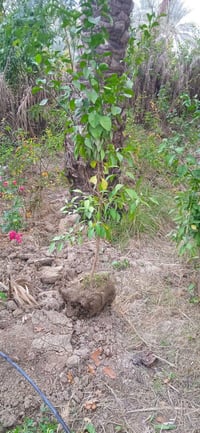 نارنج ابو الطينه • كمية قليلة • مفرد او جملة