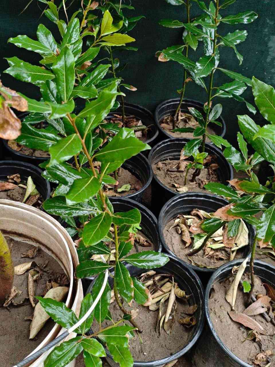 🌿مشتل نباتات نادرة🌿
توفرت شتلات شجرة ورق الغار 🌿

📏 الارتفاع: من 60 إلى 70 سم
💰 السعر: 10 ألف 
🚚 التوصيل: متوفر لجميع محافظات العراق

🌿المواصفات:
شجرة دائمة الخضرة، أوراقها عطرية قوية تُستخدم بالطبخ والعلاج، شكلها جميل وتصلح للحدائق والبيوت 🌿

🌞التحمل:
تتحمل الشمس والظل الجزئي، قوية وتنجح بمناخ العراق وتنمو بمختلف أنواع التربة 🌱

🌿الفوائد:
• تستخدم كتوابل طبيعية للمأكولات 🍲
• تحتوي مضادات أكسدة مفيدة للصحة 💚
• تساعد على تقليل الالتهابات
• طاردة للحشرات وتحمي النباتات المجاورة 🪴

📞 للحجز والاستفسار: ***********
🌷مشتل نباتات نادرة يوفر أجمل وأقوى الشتلات وجودة عالية🌷
#مشتل #نادره_نباتات #ورق_الغار #جميل #طبخ #كميه_محدوده
