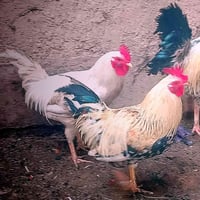 متاح للبيع ديوكة وسط العدد 3 السعر 25 الف قفل الشراي يدخل خاص او يتصل ...