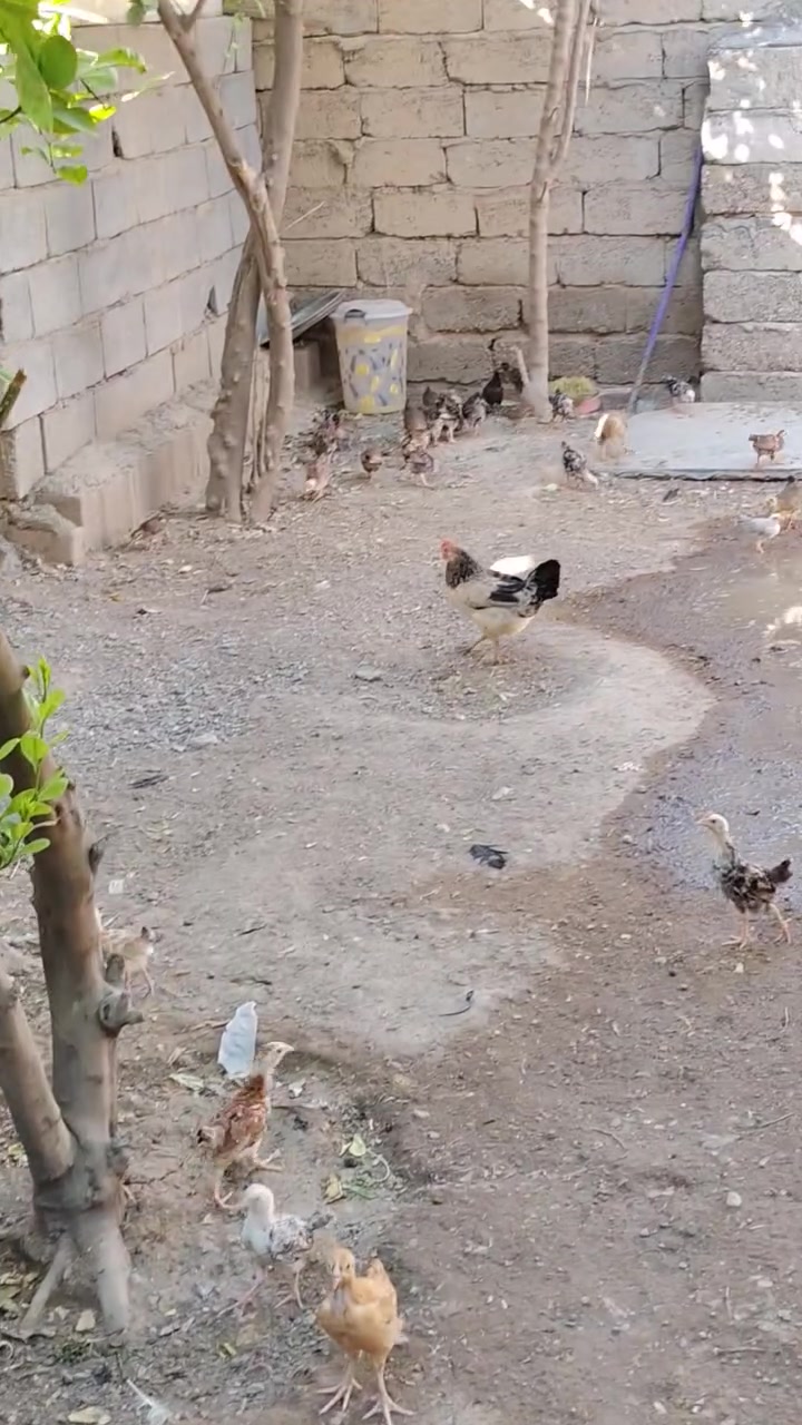اللهم صلي على محمد واله محمد متاح افراخ كويتي خبط عمر شهرين ونص دندراوي فري وكحلي ومطوك وشمسي سعر تك ب٤ الف كميه بيه مجال انشالله دجاج كله مفسر دجاجه والديج دجاج صحه ونشاط وخير من الله ماخذ جميع كورس لقاحات والفيتامينات مكاني بلد صلاح الدين للاتصال ***********
