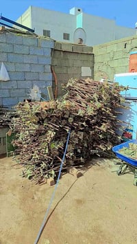 تــاجير كافه انواع الدنك ٦٠×٣٠.   ٦٠×٢٥.  ٥٠×٢٥.  ٣٠×٤٠.  ٣٠×٤٠.  ٦٠×٤...