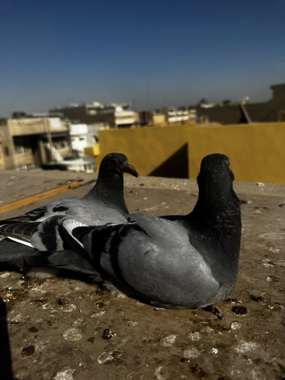 السلام عليكم
اخوان متاح زوج افراخ 
ب30 
مكان بغداد الشعب 
***********
