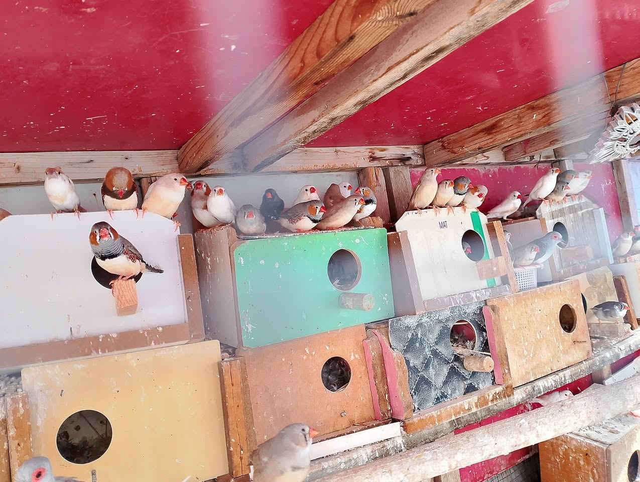 السلام عليكم غوالي متاح 40فنجس مشكل بس الازيد كلها دبدوب وكلها كبار الزوج ب12شلع تنباع مابيع ازواج ابيع شلع الزوج ب12او 15ملكي الملكي الزوج 8شلع تنباع او 3جاوات الجاوات 3ثتهن ب25تكريت القادسيه ***********
