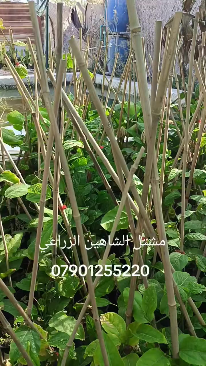 🌿🍈 بشرى لمحبي الفواكه الاستوائية 🍈🌿

متوفر الآن في مشتل الشاهين الزراعي
🌱 شتلات باشن فروت القوية والممتازة 🌱

🔥 السعر: 10,000 دينار فقط للشتلة 🔥

الباشن فروت من النباتات المتسلقة سريعة النمو، تعطي ثمار لذيذة وعطرية وغنية بالفيتامينات، وتنجح زراعتها في أجواء بغداد مع العناية والتسميد المنتظم.
مناسبة للحدائق المنزلية، الأسطح، وحتى الزراعة في أصص كبيرة مع تعريشة.

📍 العنوان: بغداد – الدورة – الشارع المقابل لعلوة الرشيد قرب شركة دجلة للمشروبات الغازية خلف منطقة أبو دشير
📞 الهاتف: ***********

الكمية محدودة 🌿
أهل الحدائق وأصحاب المشاتل مرحب بيهم 🌱
