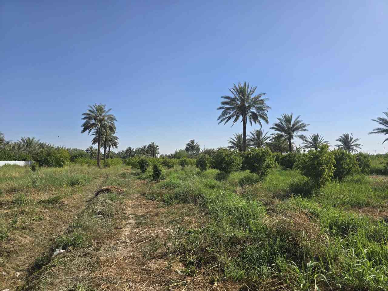 سلام عليكم گاع 5 دونم ملك صرف نزال 250،عرض 50 متر التاجي شيخ حمد. مي شط بيها و3 ابيار مي كاع حلو. كهرباء يم الباب امسيجه. بيه بيتين بيت كامل والثاني هيكل طابقين بصف الشارع العام مثل ما موضح بالصوره مال اوفلاين ترهم اتصير مزرعه بكيف الياخذه. للبيع *********** اتصال او واتساب
