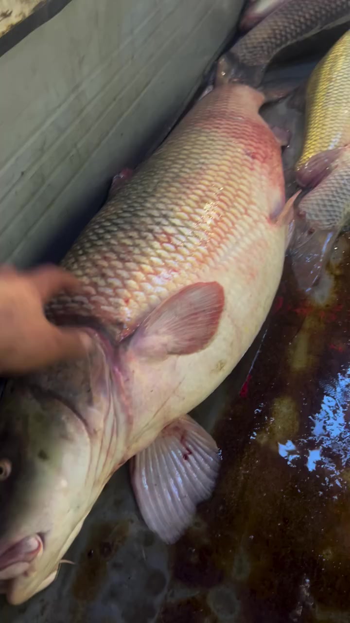 #كطان #شط #كسبلور #رمضان_مباركツ #مطاعم #شبوط #فريش #العراق #تعليقاتكم #كربلاء #بغدادية الى اصحاب الذوق الرفيع  محبي الاسماك الطازجة نتشرف بزيارتكم للإستمتاع  بالجو الهادئ و الراحه النفسيه مع اطباق مميزه و شهية في مطعم قصي السماك مسكوف بغدادي
.
.
☑ العنوان بغداد دوره شارع 60
.
.
التوصيل كافه مناطق بغداد 🐟مطعم مفتوح على مدار الساعه 

***********🛵
*********** @أبرز المعجبين
