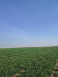 أرظ زراعيه للبيع نص لكاع معدله ليزر عله نهر الثالث مساحه 600دونم اتصال...