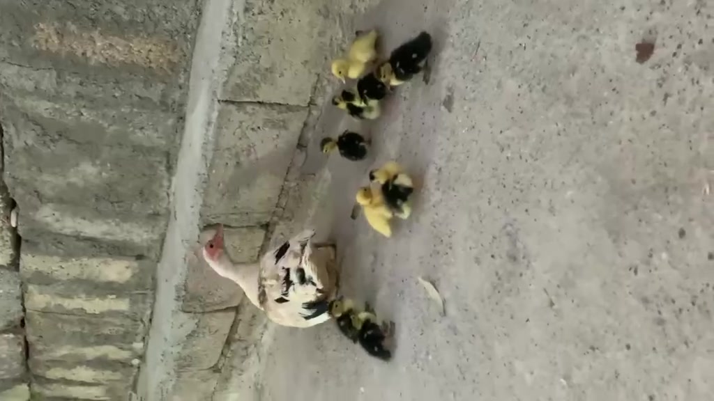 سلاو هاوڕیان

ئەم مراویە تورکیە بۆفرۆشتن 9 فەرخەی لەگەڵە چوار پینج ڕۆژین

شوین هەریر
 نرخ55هەزار مجاڵ
ژمارە خاوەنی
***********
***********
