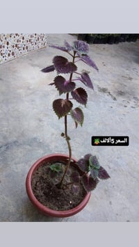 ورود يومية • توصيل مجاني • هبهب
