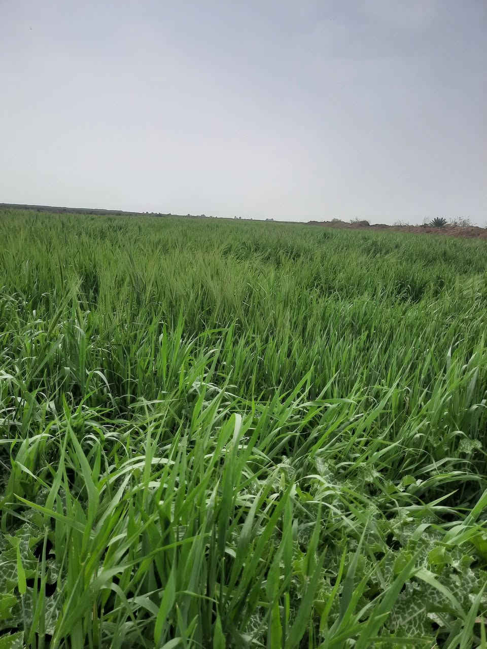 سلام عليكم
شروه البيع بيها 14 دونم ودونمين جت وياها ماطور وماي بيها 
مكان قلعه سكر على طريق معمل زيوت علاشارع 
خوان مكلف بنشر رقم صاحب شروه ***********
