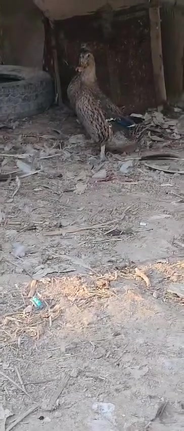 متاح ٣ نثايه مصري  خشنات وحلوات التك ب ٨ 

متاح زوج نثايه خضيري ب ٢٠ 

افراخ عدد ١٠ عمر فوك الشهر زوج ب ٥

مكاني قضاء المدينه شراي يراسل


**إذا كنت صاحب هذا الإعلان وتريد حذفه لأي سبب، رجاءا أرسل رسالة إلى الدعم الفني**