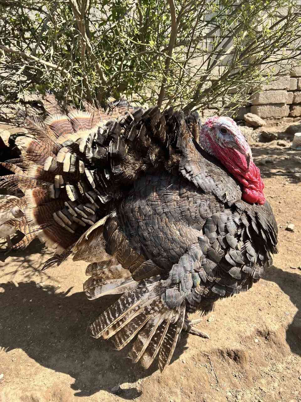 متاح فسيفس وزن 8 كيلو تقريبا ب 85 
وزن 9 كيلو تقريبا وفوك 100 المكان بيجي قرية جديده

‭0773 843 8744‬
