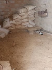 يوجد 30ارنبه  يعني 15زوج  شرط الصلي وما يحفرن اله نته تحفرالهن اليفات ...