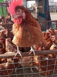 غدا • كمية محدودة • فرعين