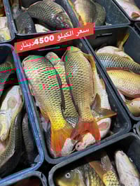 سمك بحيرة • سمك كرفه • عانة الأنبار