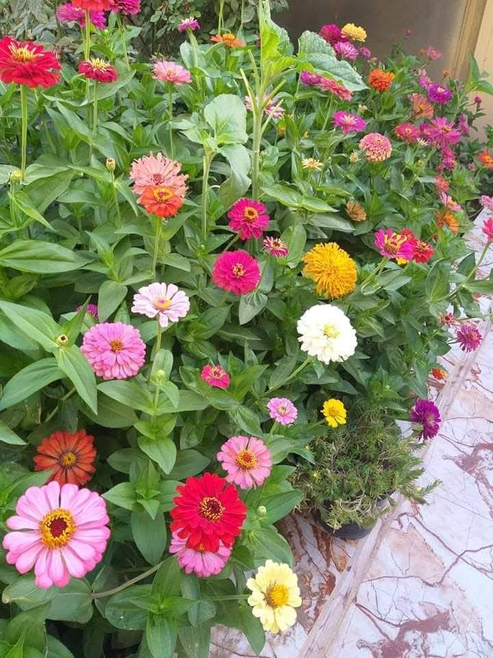 ازرعوا بذوركم 
لتزهر في الربيع والصيف 

متوفر توصيل 

هدايا مجانية 
توصيل ثلاثة آلاف

مغلف الفين 
الحجز دز رقمك وعنوانك والنوع تجيك توصيل للبيت 
بدون اتصال 
ما اجاوب اي اتصال 

متوفر وزن ومغلفات


**إذا كنت صاحب هذا الإعلان وتريد حذفه لأي سبب، رجاءا أرسل رسالة إلى الدعم الفني**