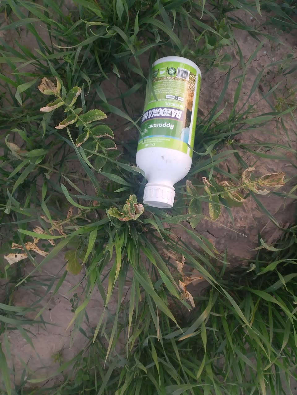 مبيد بازوكا للقضاء على الوردة البيضاء في حقول الحنطة مبيد فعال جدا وهذه نتائجه للحجز والاستفسار راسل الصفحه او اتصل على الرقم التالي *********** 
***********
