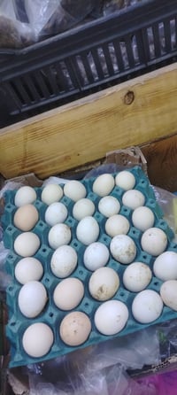 بيض سمان • بيض عرب • توصيل