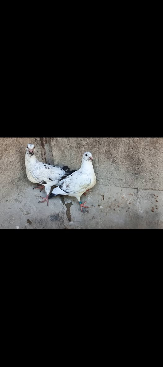 متاح زوج افراخ زازات طيور خشنات صحتهن خير من الله طيور محلقات وملقحات مكاني بغداد الأمين الثانية ***********
