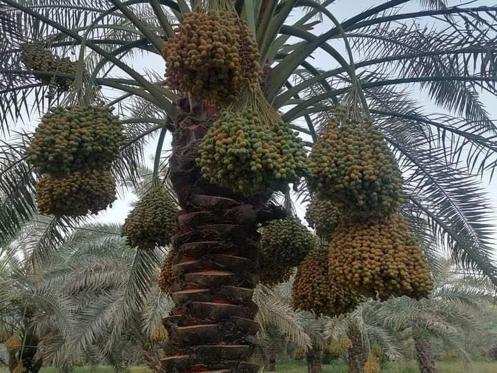 تخيل بعد سنوات… أرضك مليئة بنخيل قوي وإنتاج يلفت الأنظار.
الزراعة ليست مجرد شتلات، بل مشروع حياة واستثمار في المستقبل.
فسائل نخيل مختارة لترافق طموحك من أول غرسة حتى أول حصاد.ابدأ اليوم الخطوة التي سيشكرك عليها المستقبل.
ابدأ رحلتك الزراعية معنا وتواصل الآن.
***********
